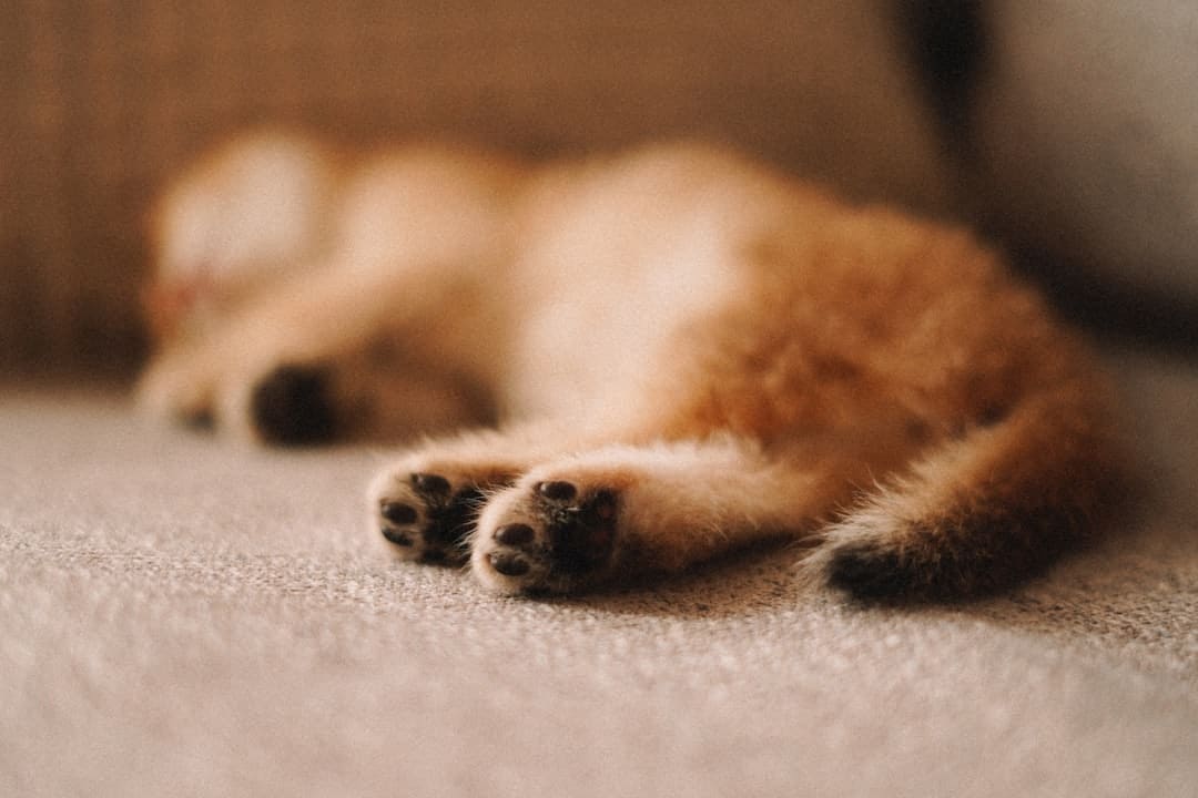 盯着拾荒老人不放,是怜悯?还是想遮羞?